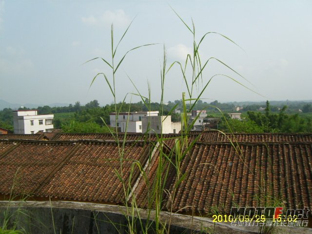 SL701378.JPG