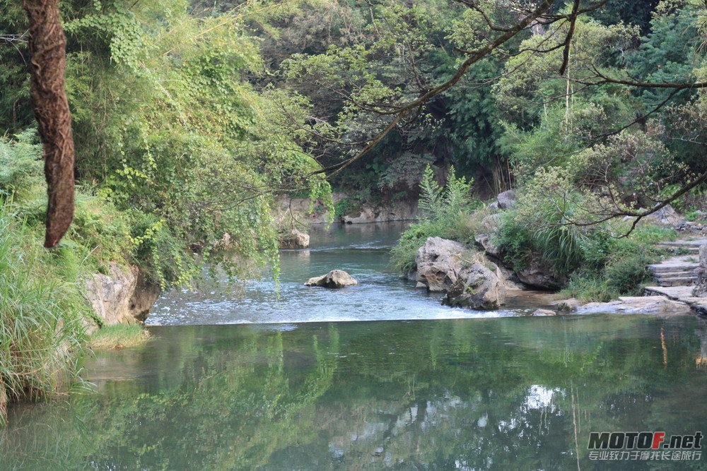 流经古树旁的溪水