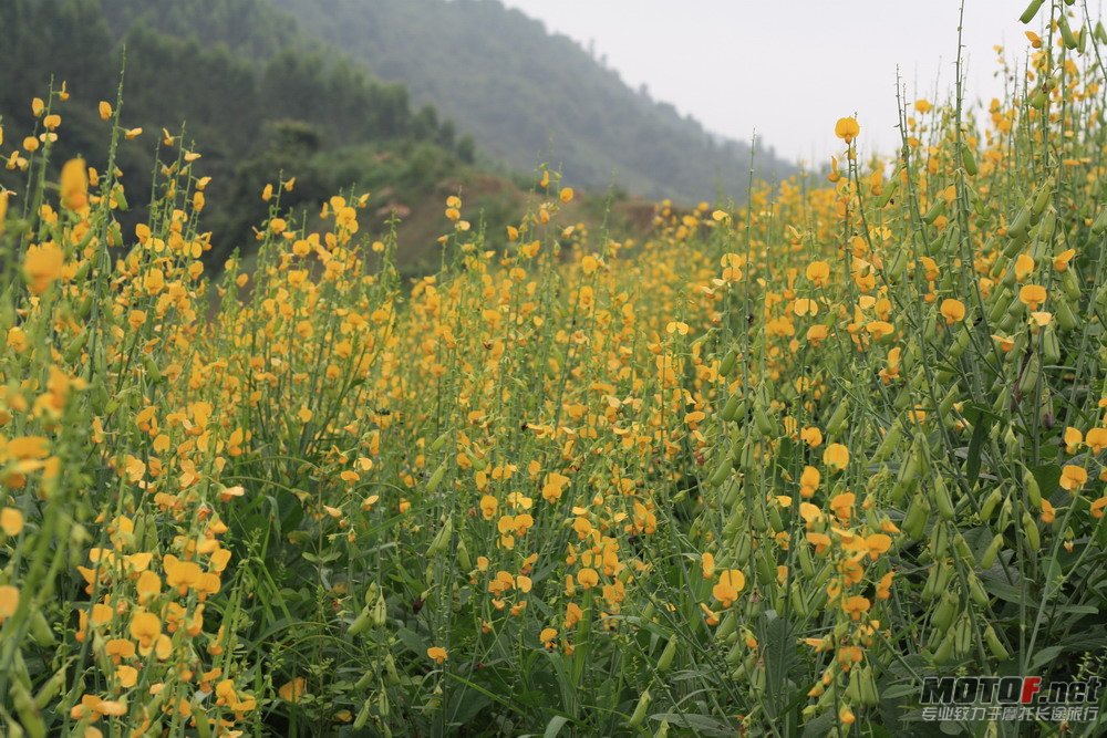 当然要进花海里一赏啦
