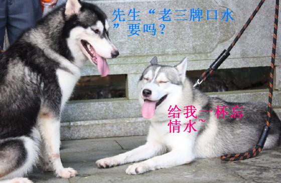 家里的狗
