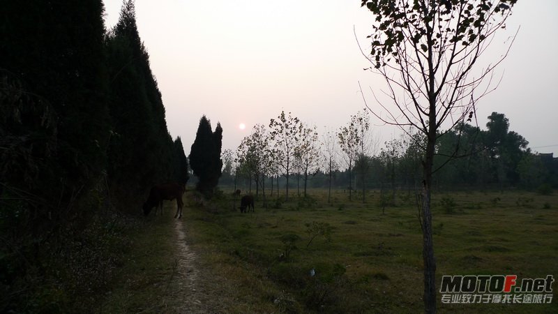 黄昏放牛..