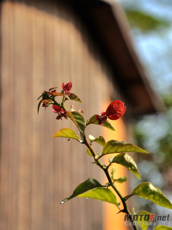 DSC_5932.JPG