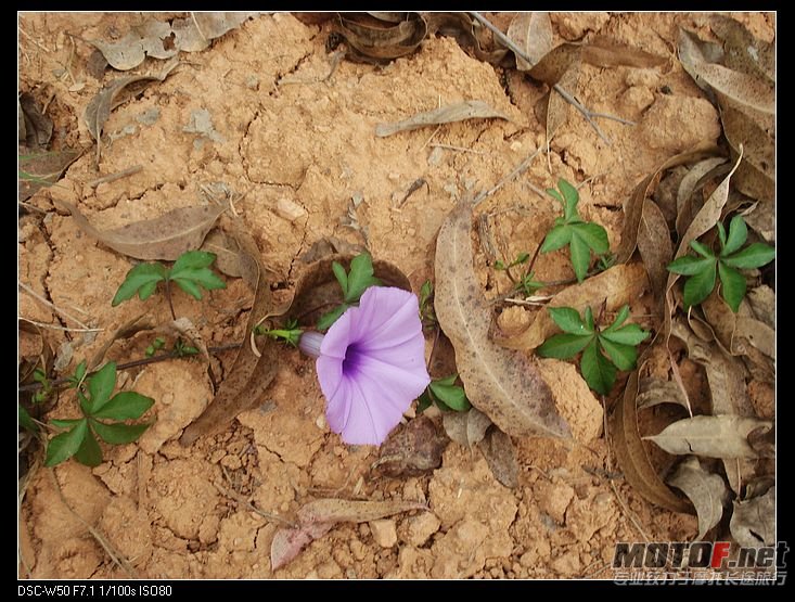 nEO_IMG_DSC01498.jpg