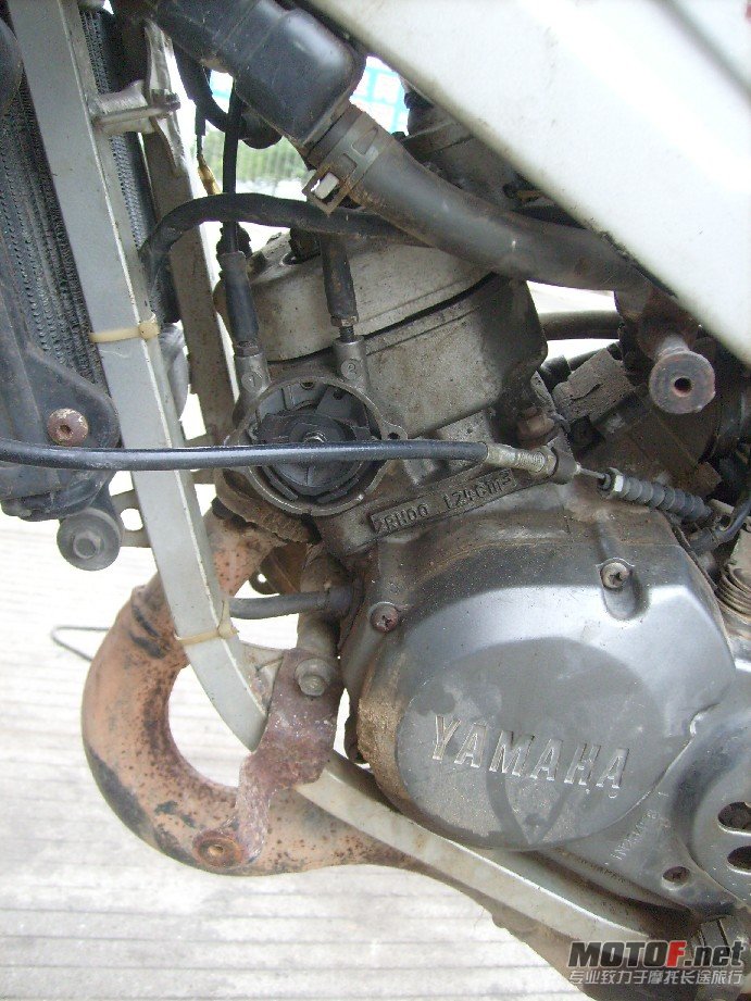 BigBull_S7309358.JPG
