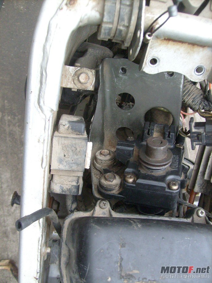 BigBull_S7309366.JPG