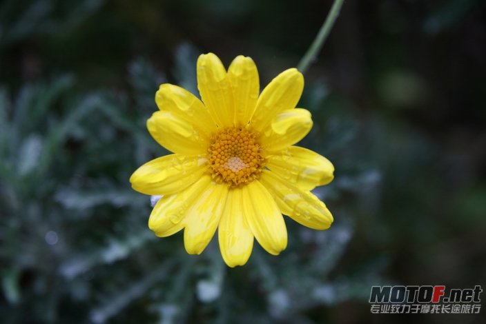 小花