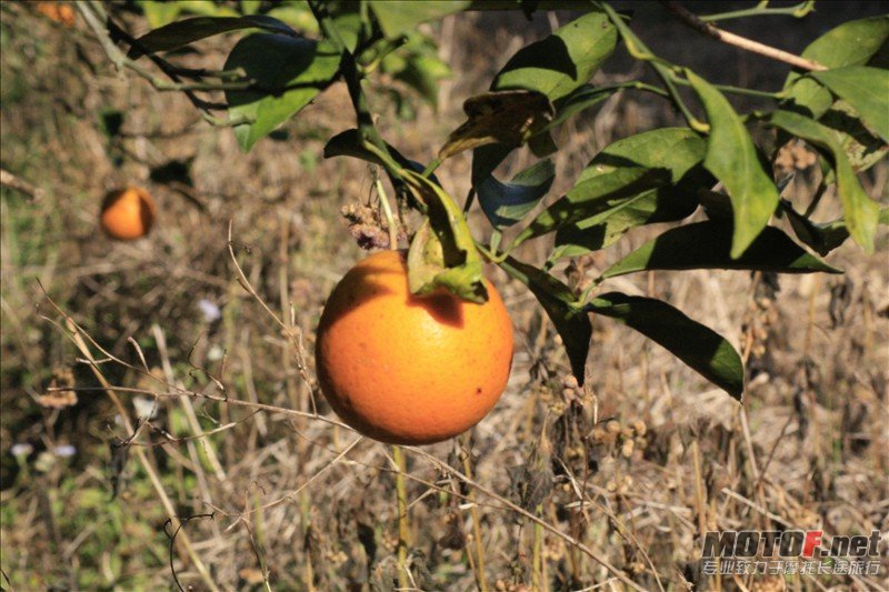 _MG_6681.JPG