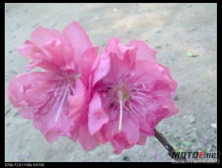 nEO_IMG_20110225854.jpg