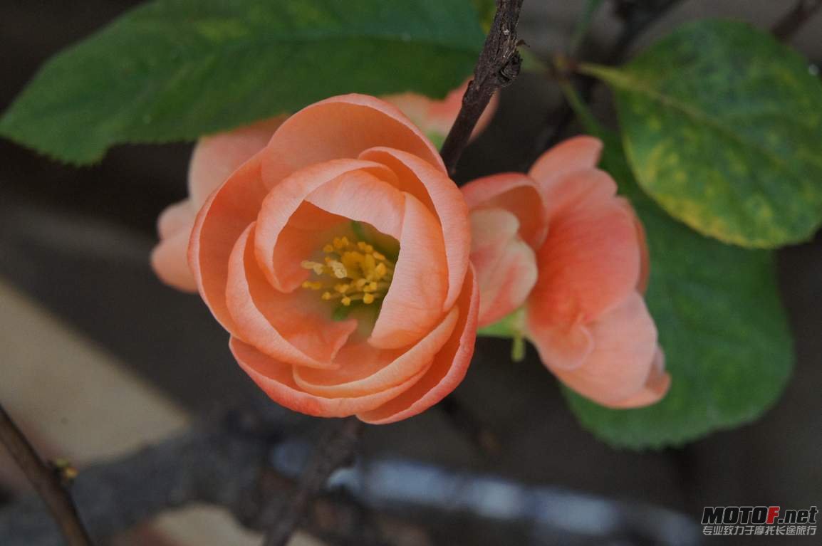 DSC01352.jpg