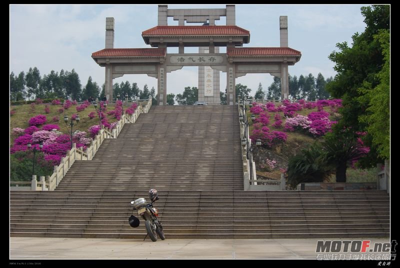 鹤山烈士灵园的杜鹃花海
