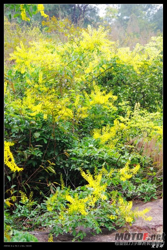 清明花开