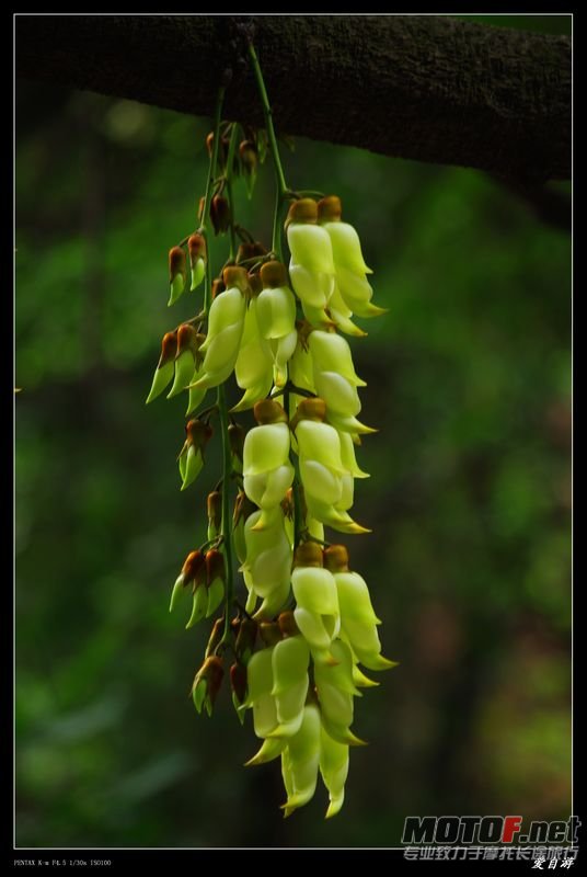 公坑寺禾雀花
