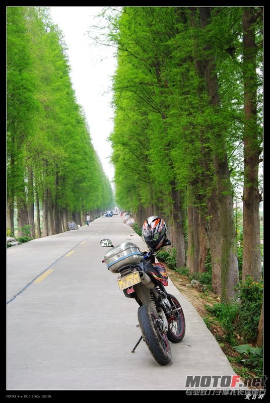 公路襾傍水杉参天