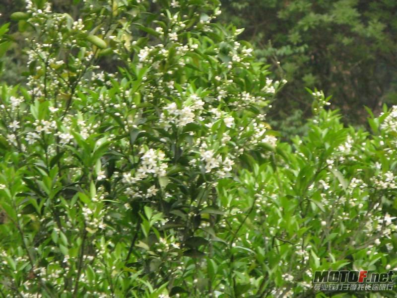 32 怪不得满山都是清香，原来正是橙子花开的好时节，正所谓（不好意思，放牛又发诗情了.jpg