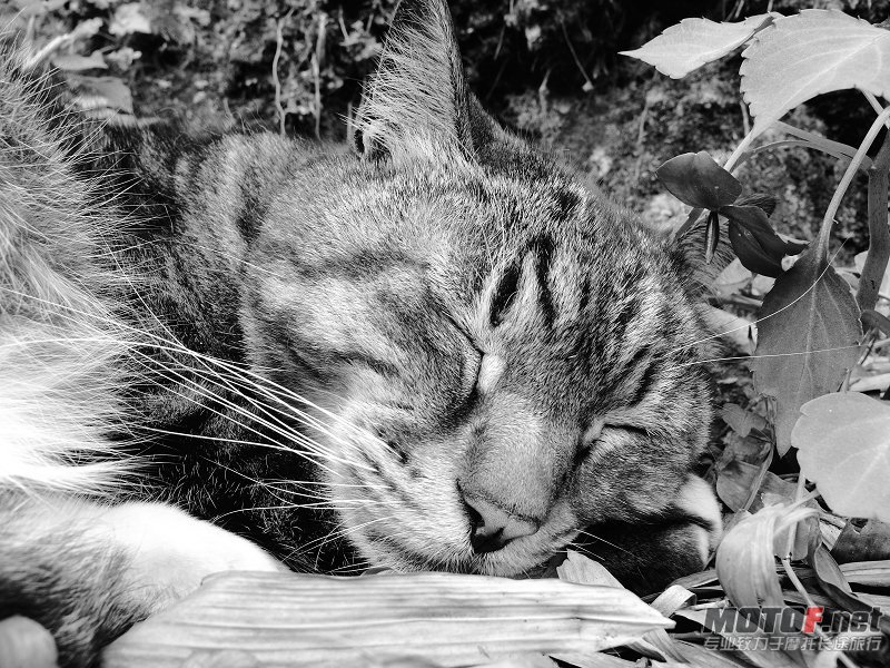 F23_20110423071308348.jpg
