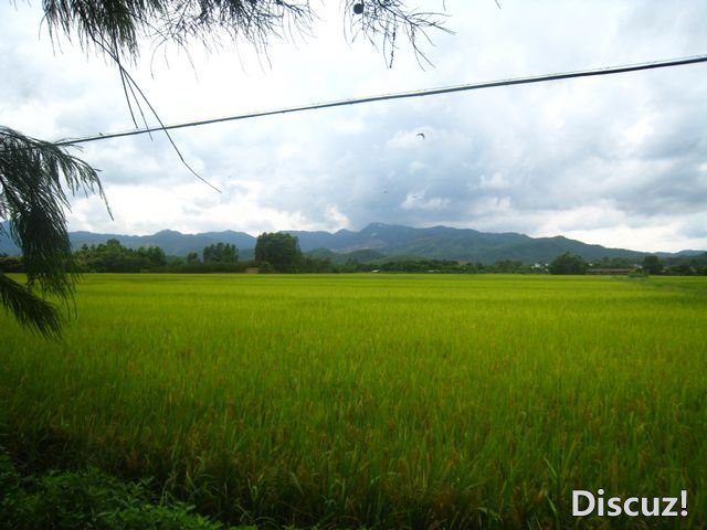 田园
