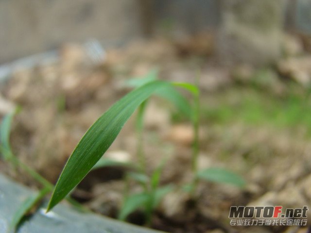 DSC02333_副本.jpg