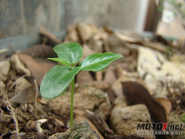 dsc02334_副本.jpg