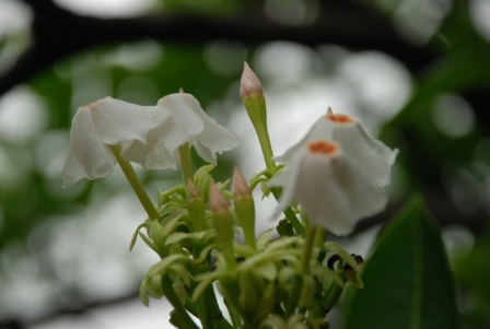 DSC_0136.JPG