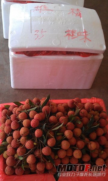 桂味