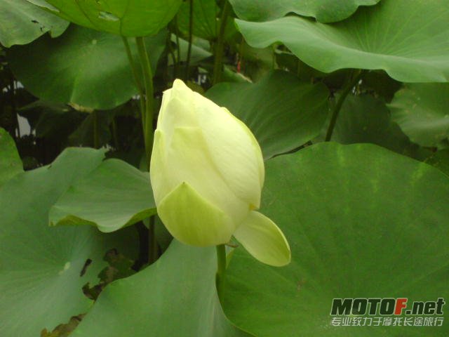 DSC00306.JPG