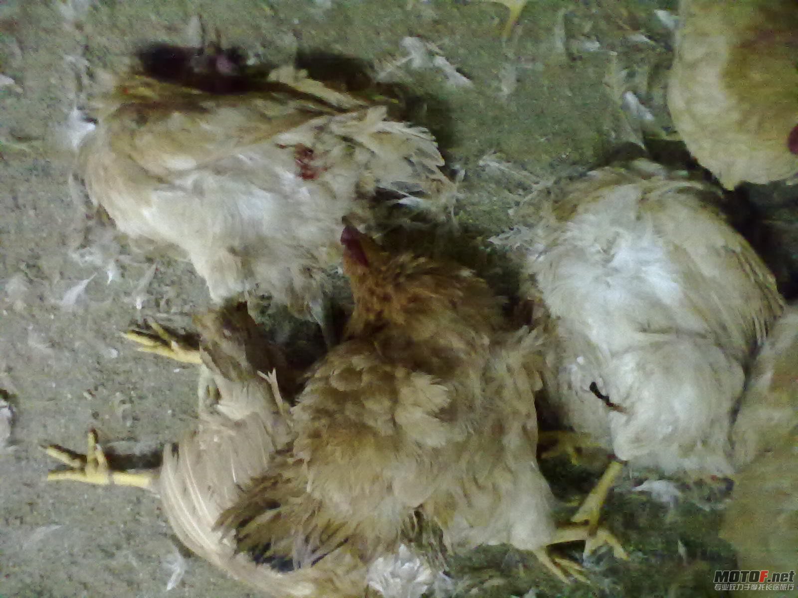 20110908222.jpg