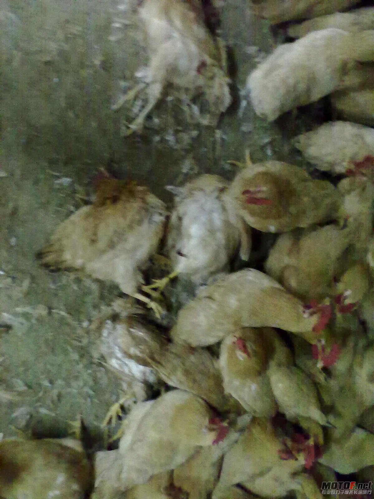 20110908224.jpg