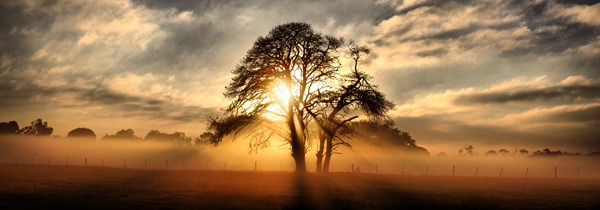 dawn_tree[1].jpg