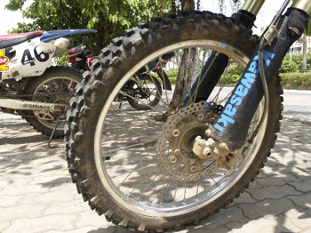 BigBull__1019059.JPG