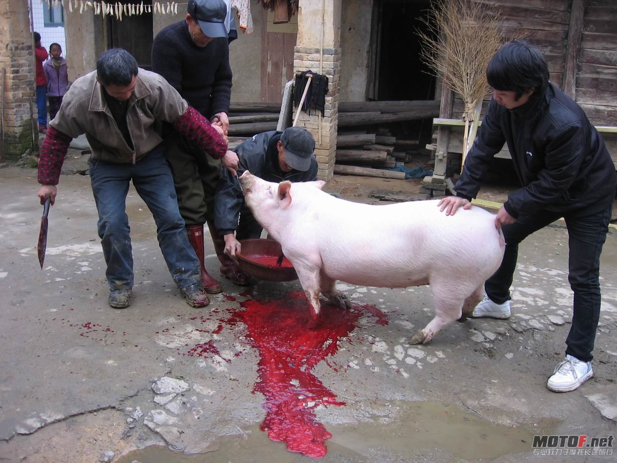 国庆农村观摩杀猪 (3).jpg
