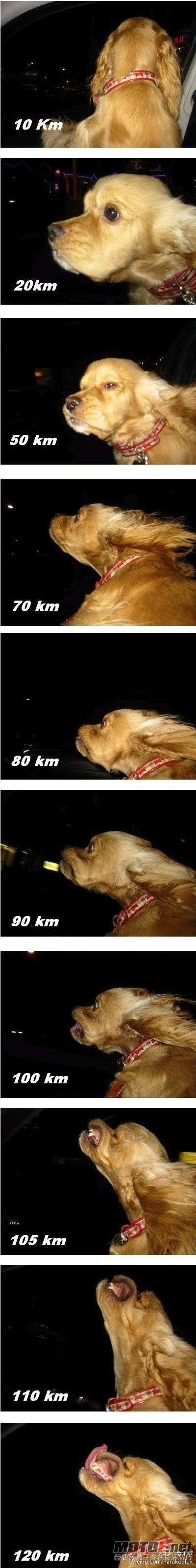 狗的兜风时速.jpg