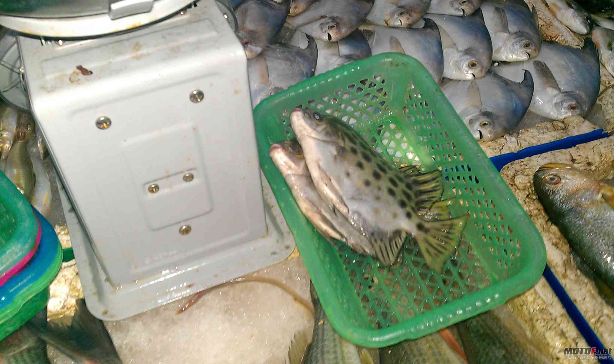 参哥请食海鲜