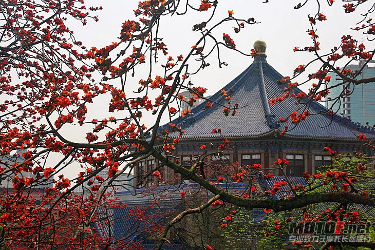 红棉.jpg