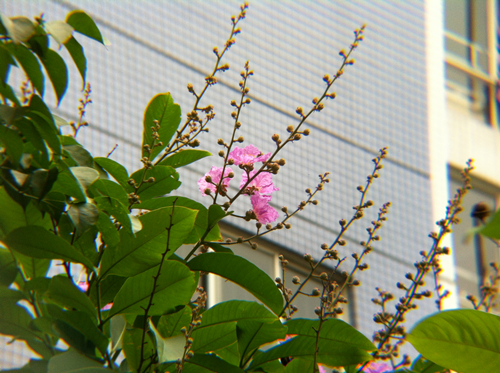 IMG_0657_副本.jpg