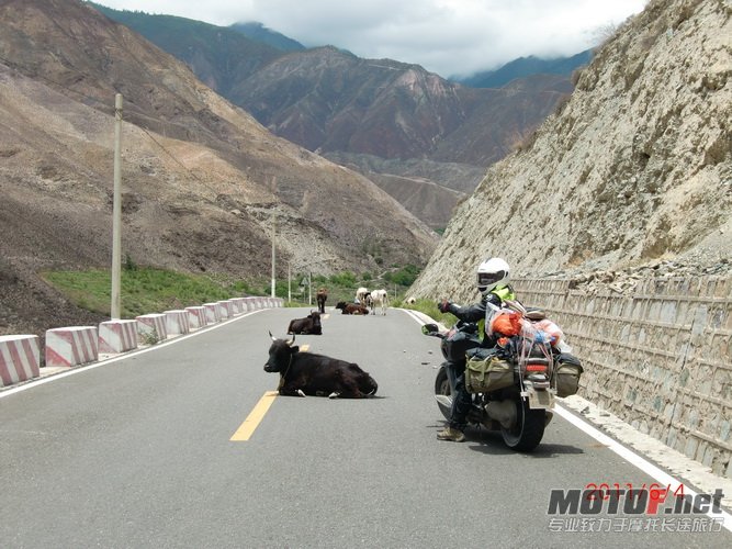 8，藏民的牛羊睡在马路上晒太阳，车辆经过要小心避让。_调整大小.JPG