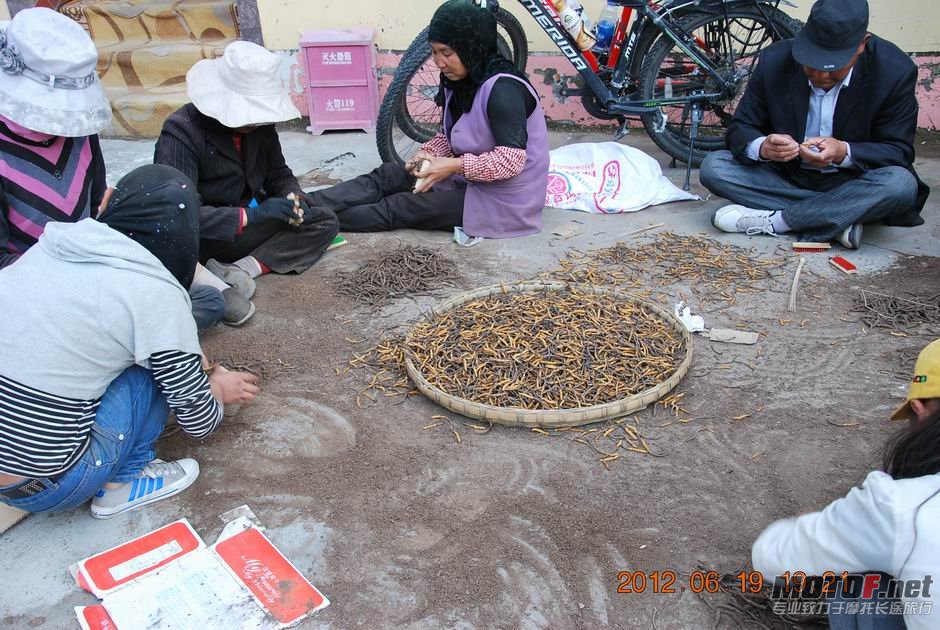 收虫草的基本都是回民