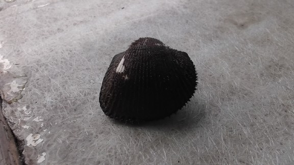 DSCF1355.JPG