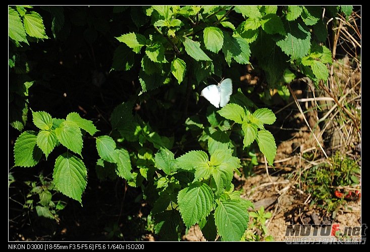 nEO_IMG_DSC_0337.jpg