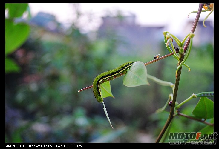 nEO_IMG_DSC_0427.jpg