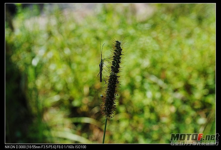 nEO_IMG_DSC_0600.jpg
