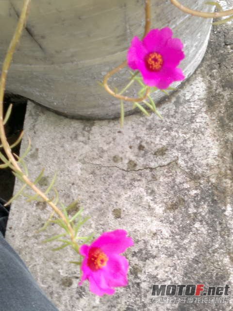 太阳花