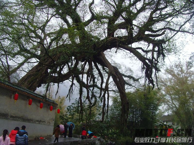 500年的古树，令人惊叹啊！