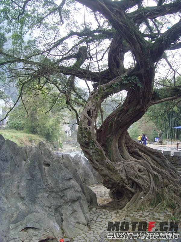 古树参天
