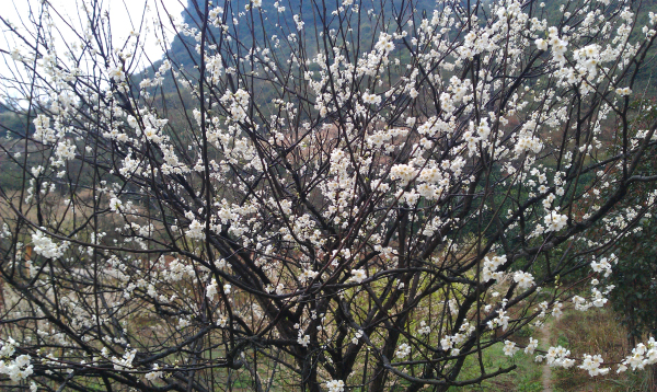 IMAG0595.jpg