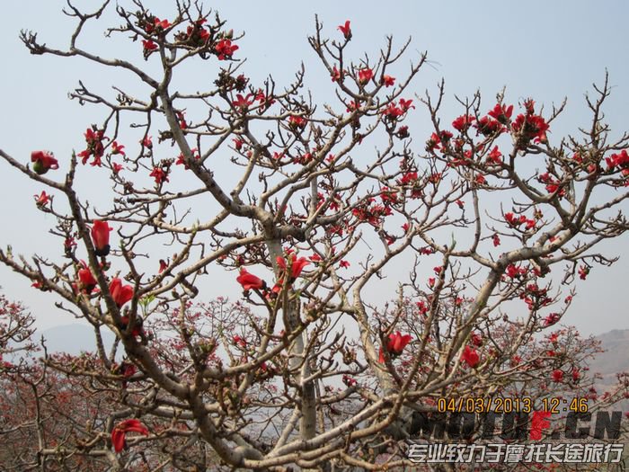 怒江河边的木棉花