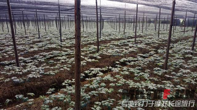 这小小的叶子下面都是银子哈，田七~