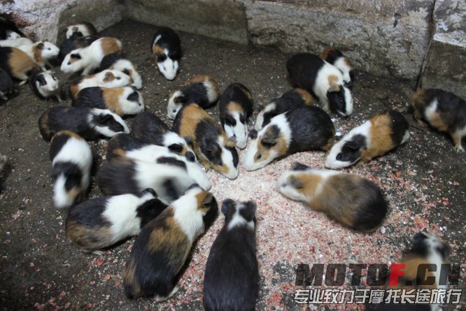 村民家里的老鼠兔