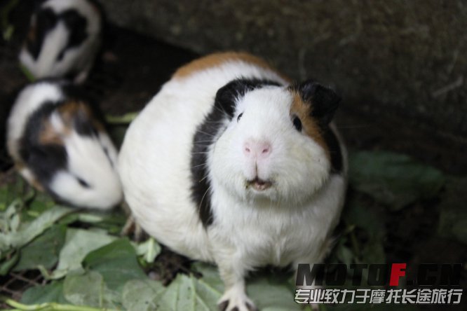 兔妈妈，肚子里有兔宝宝