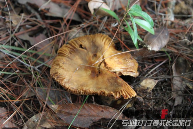 开始以为是松茸，问了过后，不能吃的，可惜了