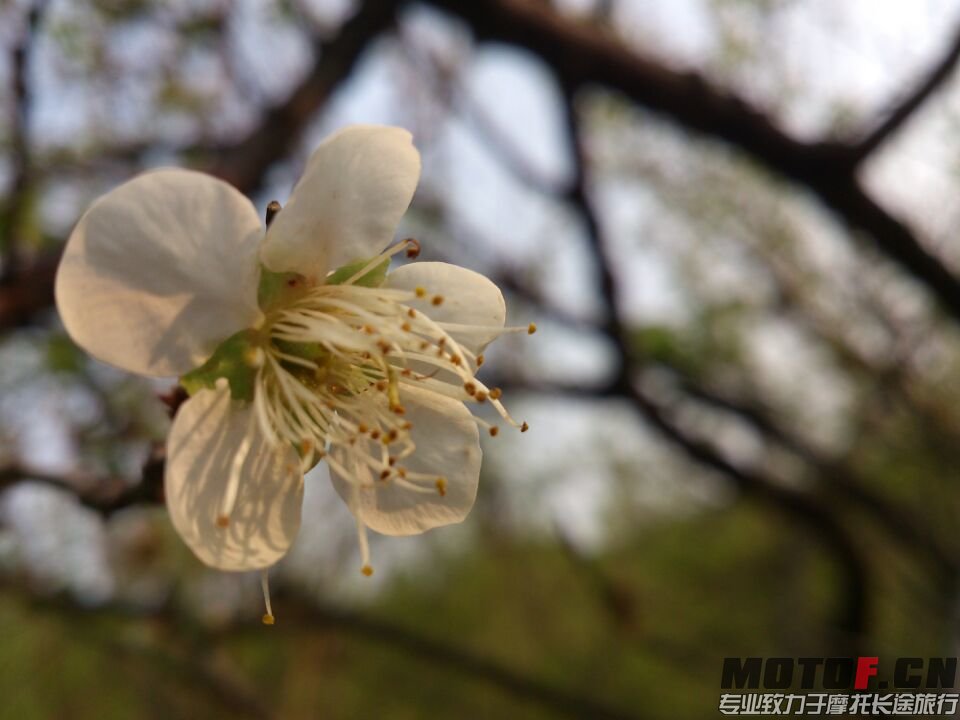 香雪公园之后麦当劳 (11).jpg